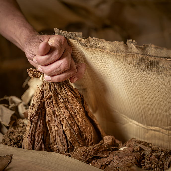 Hand holding a bundle of dried tobacco leaves with a wooden background
